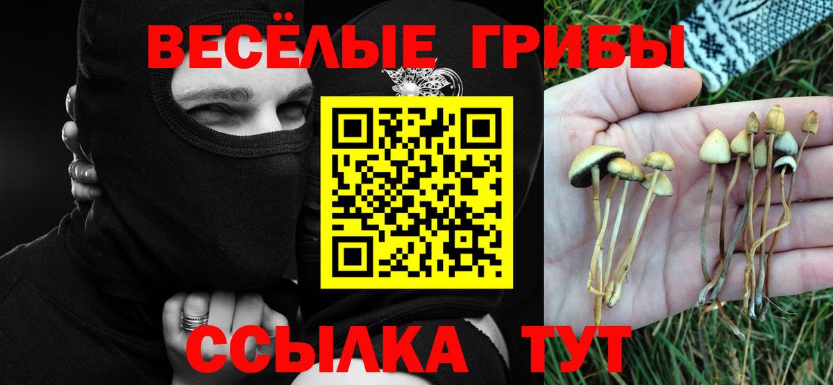 Псилоцибиновые грибы Psilocybe Кострома